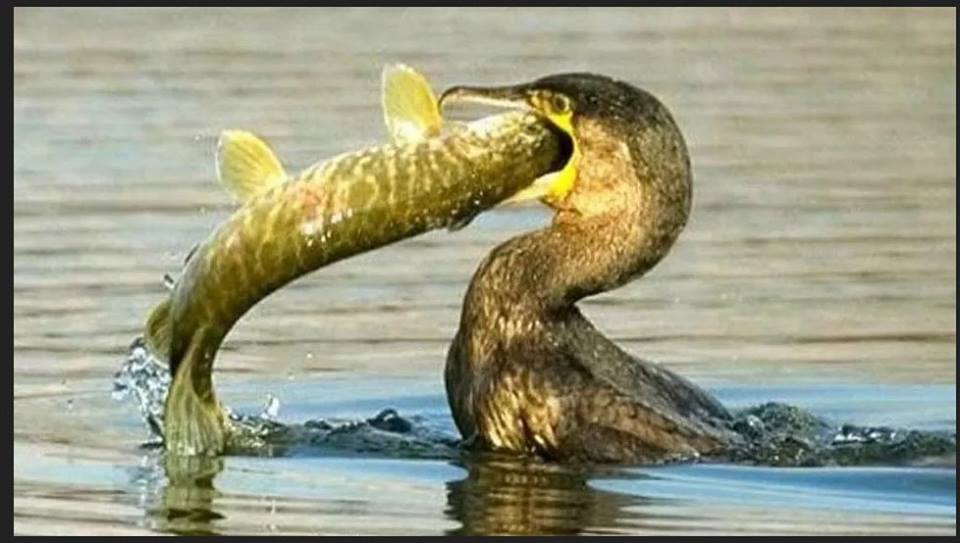 Pesca ed allevamenti ittici: mozione per far fronte ai danni dovuti ai&nbsp;cormorani