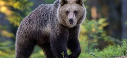 Via libera alla cattura di&nbsp;M49