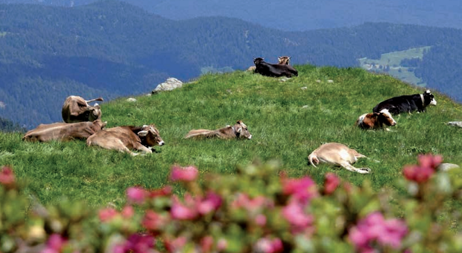 Montagna, il patrimonio della comunità&nbsp;trentina
