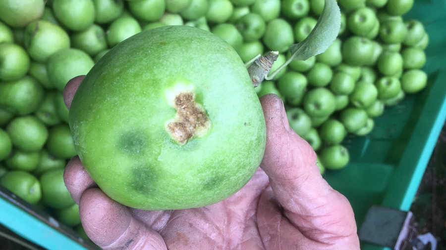 Emergenza Cimice asiatica, la Giunta&nbsp;risponde