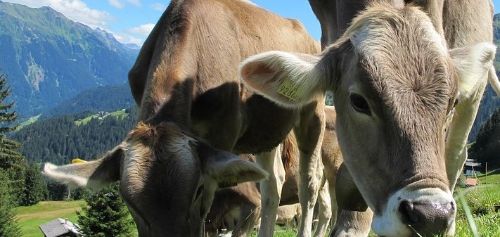 Vanessa Masé: impegno per la valorizzazione della zootecnia e dei suoi&nbsp;operatori