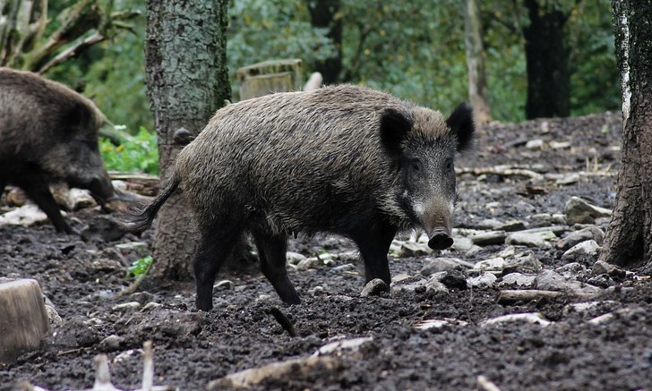 Masé: l’impegno per contenere la popolazione di&nbsp;cinghiali